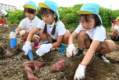 園児が楽しくサツマイモを収～若手生産者が食育活動